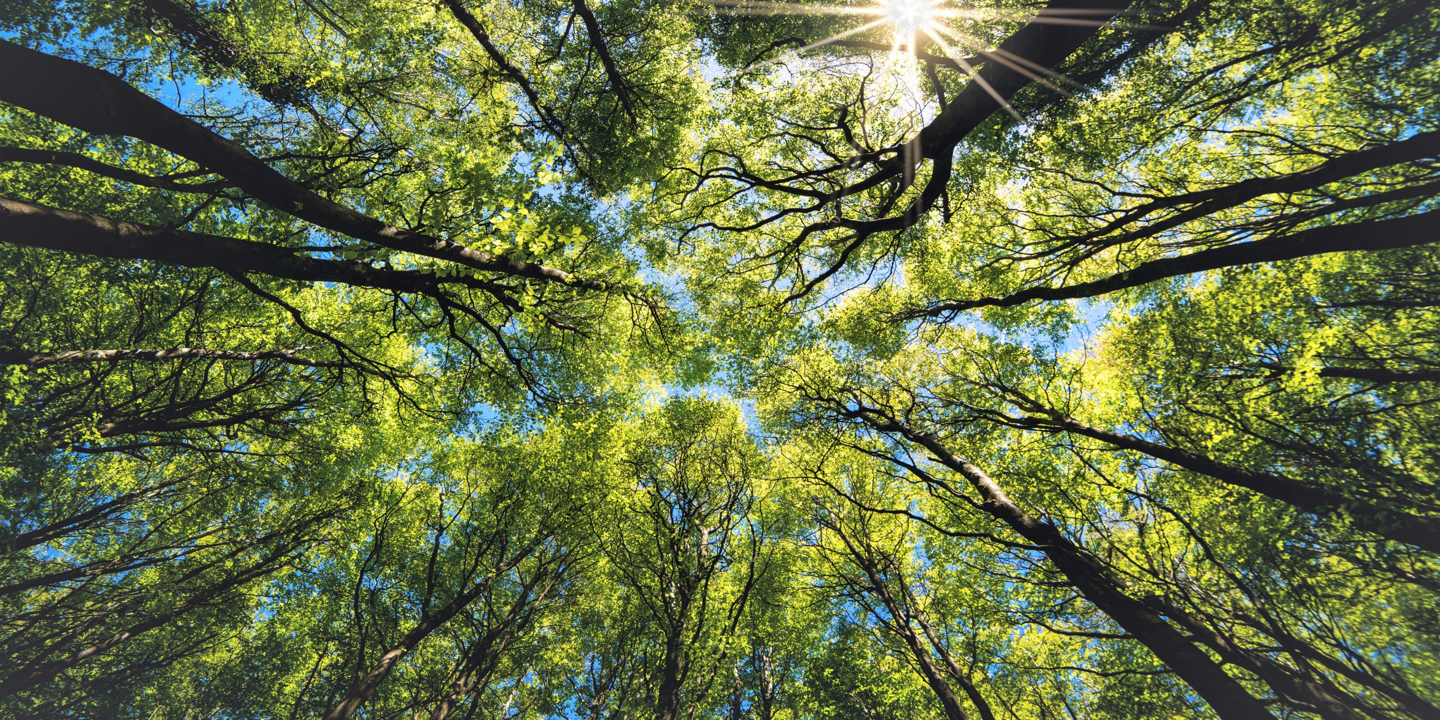 Sustainability & Decarbonization